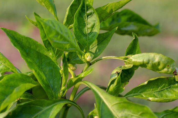 Как вырастить рассаду перца: основные секреты и советы
