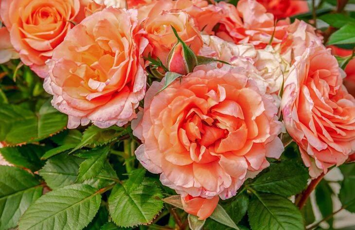 5 важных дел, которые нужно сделать с розами весной: будут цвести долго и пышно