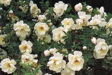 Роза морщинистая, камчатская или японская. Описание