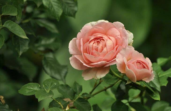 Соседи для розы: 7 растений, которые защитят растение от болезней и вредителей