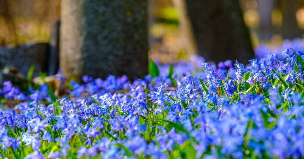 ФОТО. На Большом кладбище и в Торнякалнсе вовсю цветут синие пролески