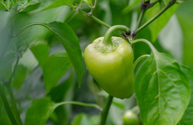 Как вырастить крупный и сладкий перец: 3 секрета опытных огородников