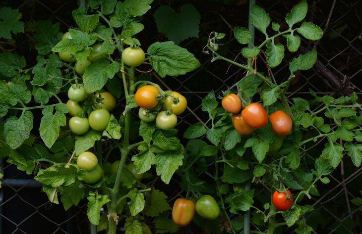Пять приемов, которые помогут увеличить урожай томатов