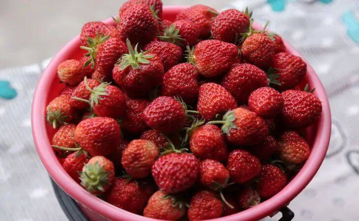 Чем подкормить клубнику весной: ягоды будете собирать ведрами
