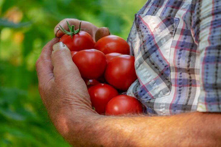 5 ошибок в уходе за помидорами после высадки в теплицу: о хорошем урожае можно забыть