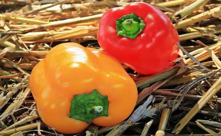 Вот 5 ошибок – основная причина потерянного урожая перцев: узнайте, что нельзя делать