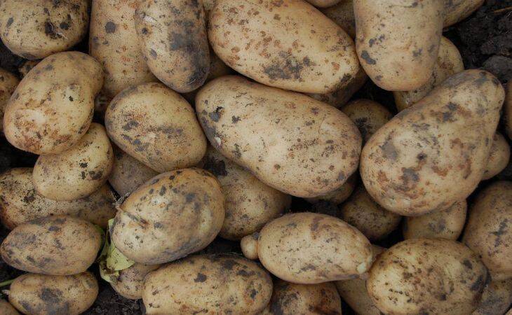Будет богатый урожай картофеля, если положите в каждую лунку этот секретный ингредиент