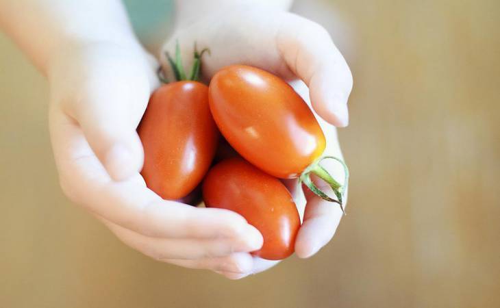 Способ удобрения, который может лишить вас урожая помидоров: не повторяйте этих ошибок