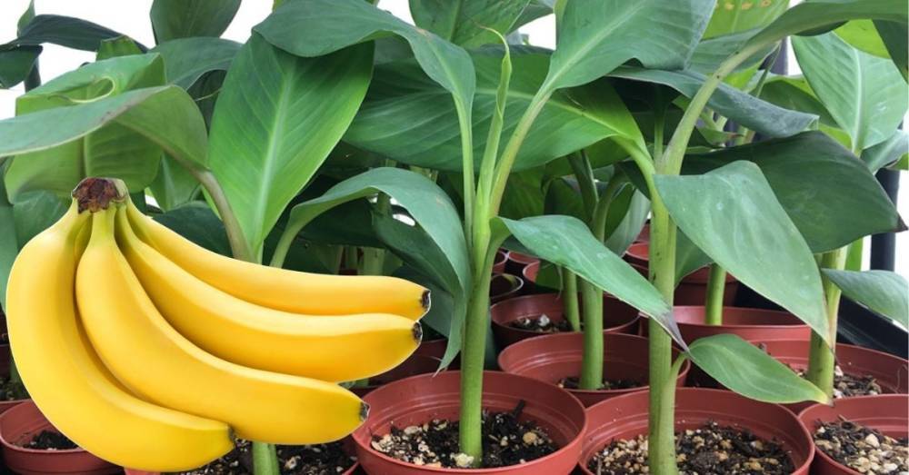 Секреты выращивания бананов