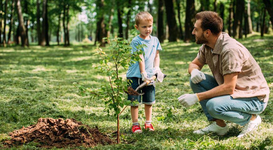 Как посадить дерево: простые правила посадки саженцев деревьев