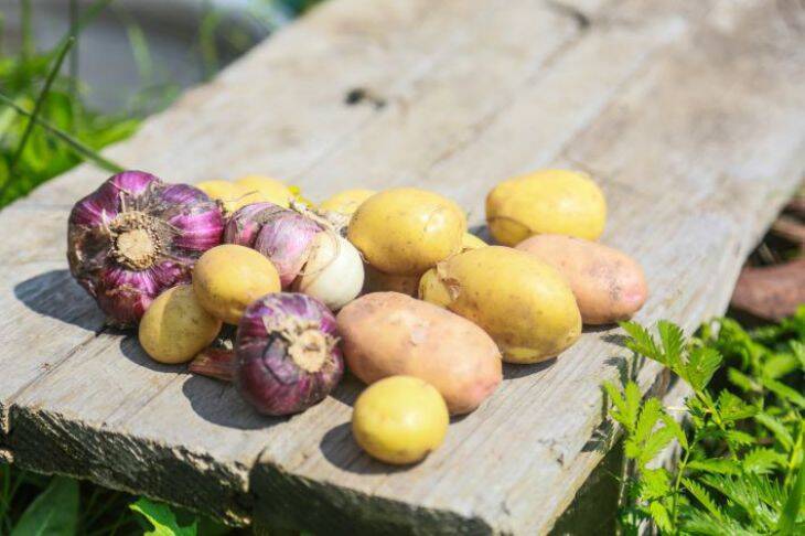 Как выбрать лучший день для посадки картошки: ответ знают только опытные дачники
