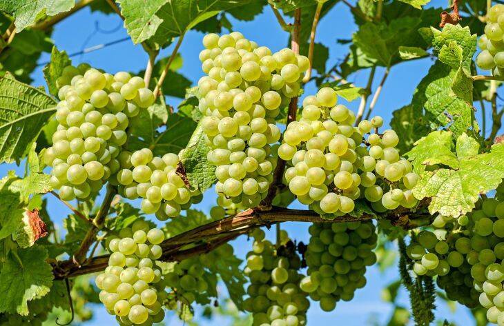 Что нужно сделать с виноградом весной, чтобы был осенью хороший урожай