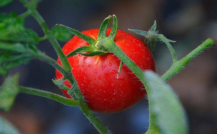 Ускоряем рост рассады помидоров: 2 недели – и толщина стеблей с палец