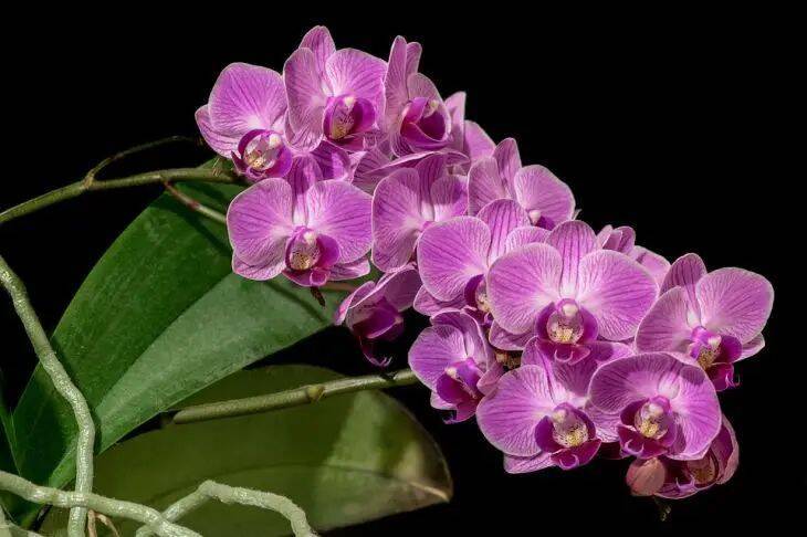 Способ опустить воздушные корни орхидеи в горшок, не сломав их: хитрость садоводов
