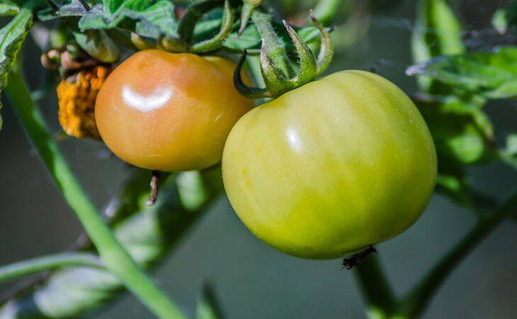 Что надо сделать с рассадой помидоров весной, чтобы летом от урожая «ломились» грядки