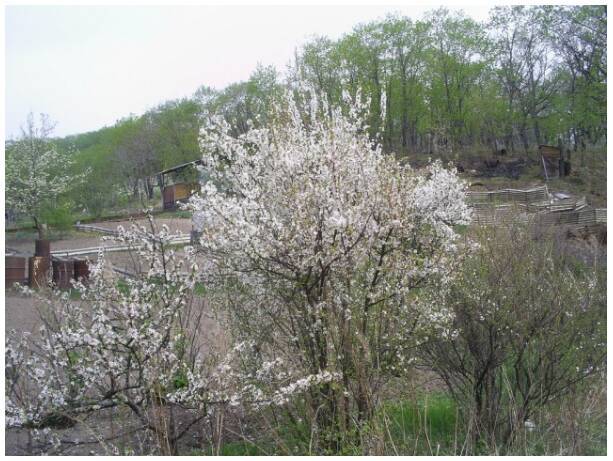 Обрезка войлочной вишни: уход и выращивание весной + фото, видео
