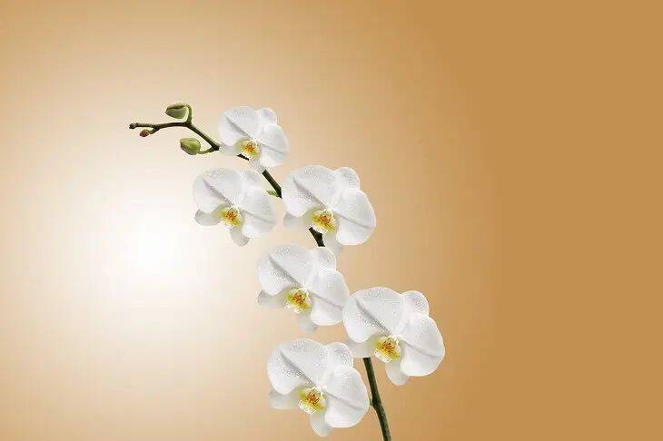 Домашнее средство заставит прекрасную орхидею вмиг выпустить цветоносы: сохраните рецепт и опробуйте на досуге