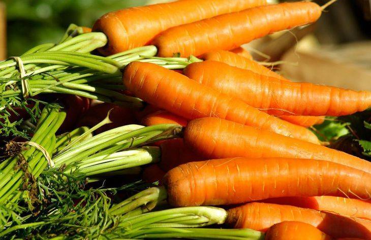 Выращиваем крупную морковь: учитывайте, что росло до моркови на этом участке и следуйте рекомендациям