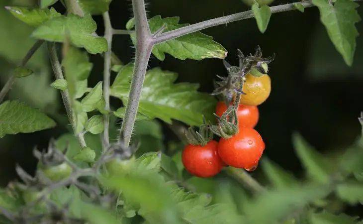 Что посадить рядом с помидорами, чтобы забыть о вредителях и собирать солидный урожай