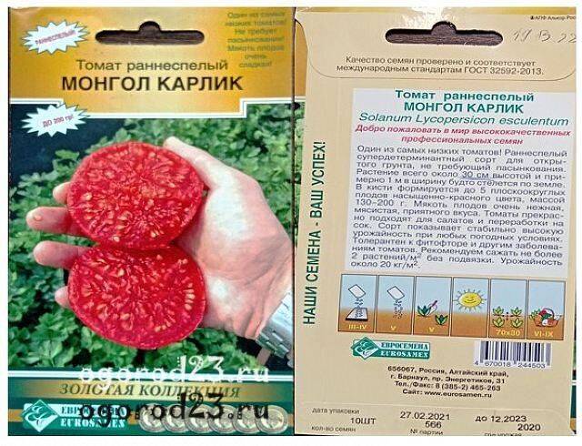 Монгол Карлик томат, описание и фото, опыт выращивания