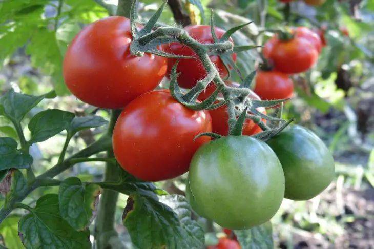 Что дает посадка томатов по два в лунку: о чем не догадываются дачники