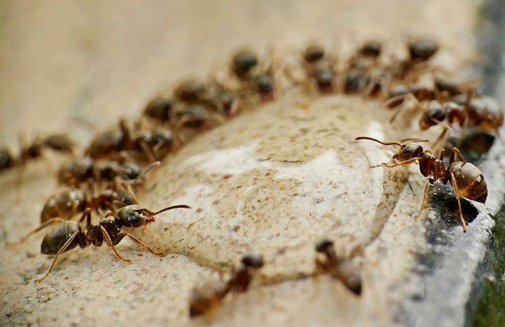 Как побороть муравьев с помощью кипятка и горчицы: 2 проверенных способа