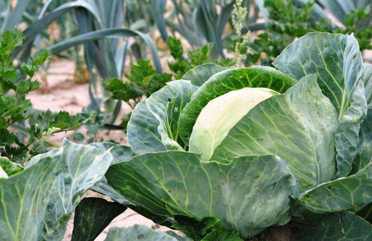 Как защитить капусту от гусениц и слизней: 5 невероятно простых способов