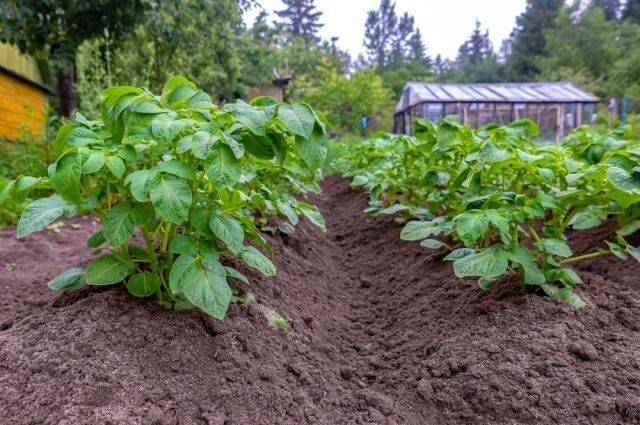 Чем можно дополнить посадки картофеля?