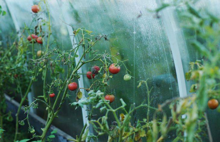 Можно ли поливать помидоры водой из шланга