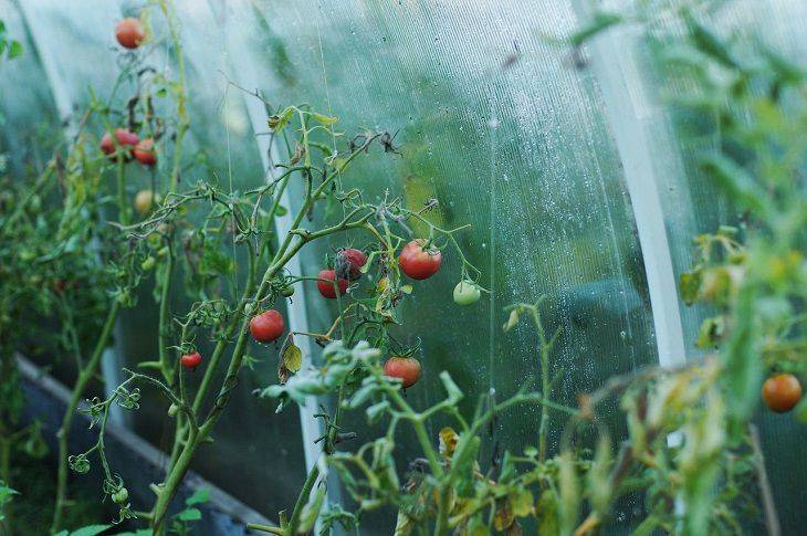 Какие внекорневые подкормки томатов значительно ускорят их созревание и увеличат урожайность