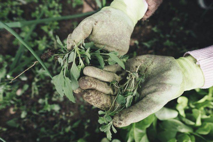 Как эффективно победить сорняки на картофеле и томатах: деревенские хитрости дачников