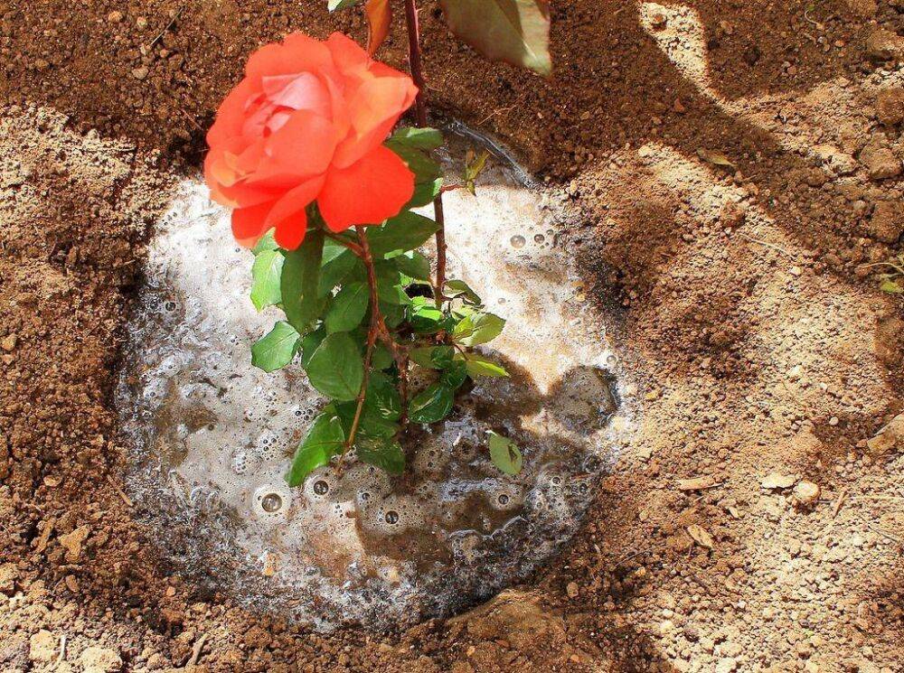 Удобрение сульфат магния для роз: применение, отзывы