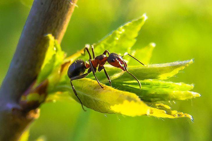 Что посадить на грядке, чтобы муравьи сами сбежали: дачные хитрости
