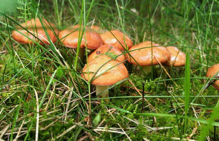 Как посадить лесные грибы на даче: 2 простых способа