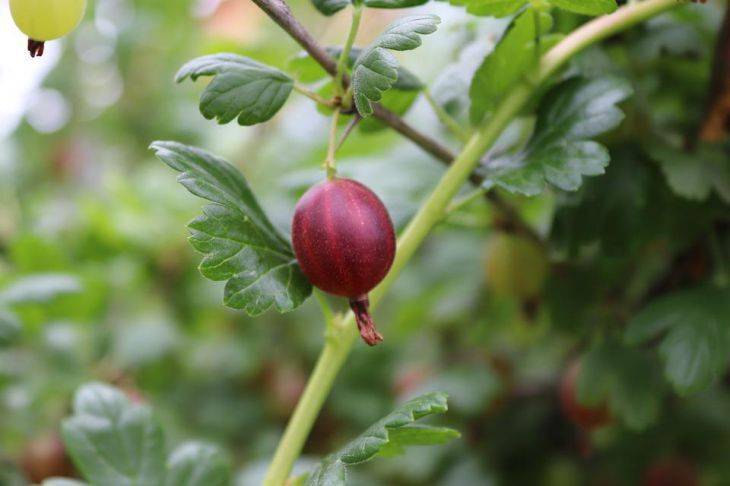 Почему ягоды крыжовника мелкие и невкусные: 3 простые, но неочевидные причины