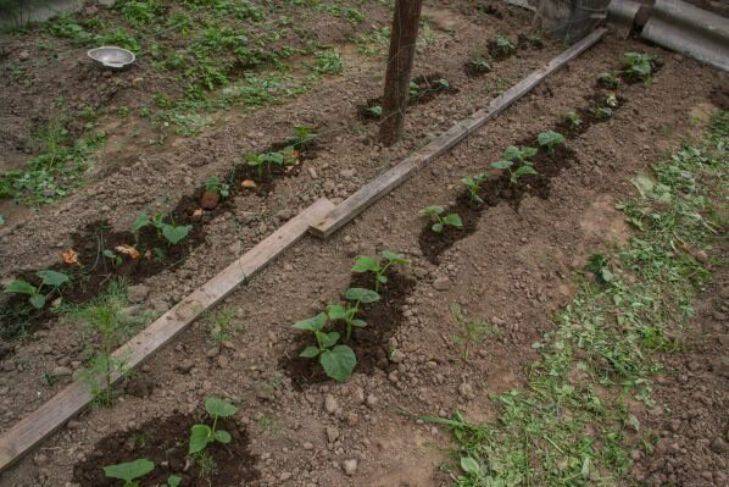 5 самых удачных «огородных» сочетаний: какие растения выращивать в паре для увеличения урожайности