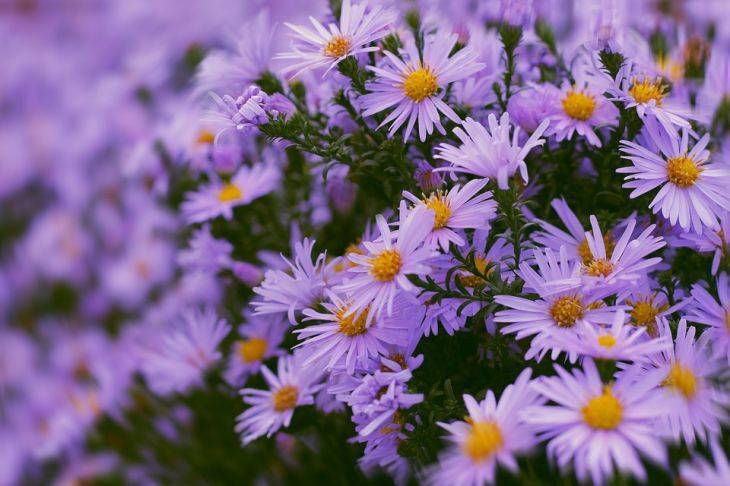 Как правильно ухаживать за астрами: хитрости шикарного цветения