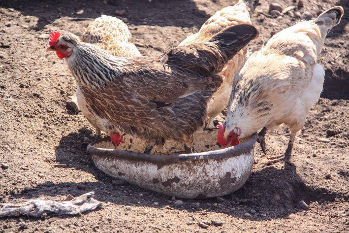 Как использовать куриный помет на огороде: ошибки, которые допускают дачники