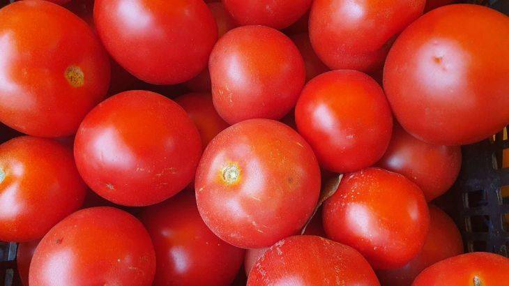 Суперподкормка для томатов: плодов будет в 5 раз больше