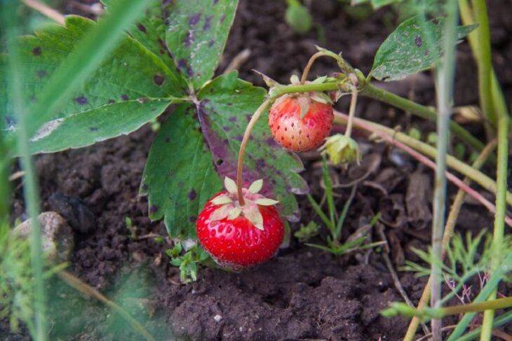Клубника завалит урожаем крупных и сладких ягод, если подкормить ее этим копеечным средством