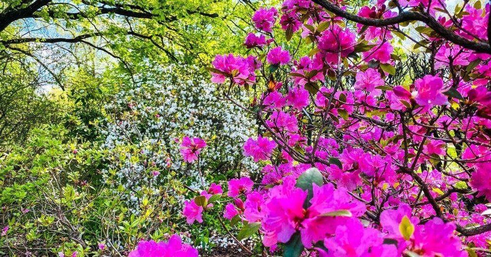 ФОТО. Тюльпаны, рододендроны, яблони: Как выглядит весна в Национальном ботаническом саду в Саласпилсе