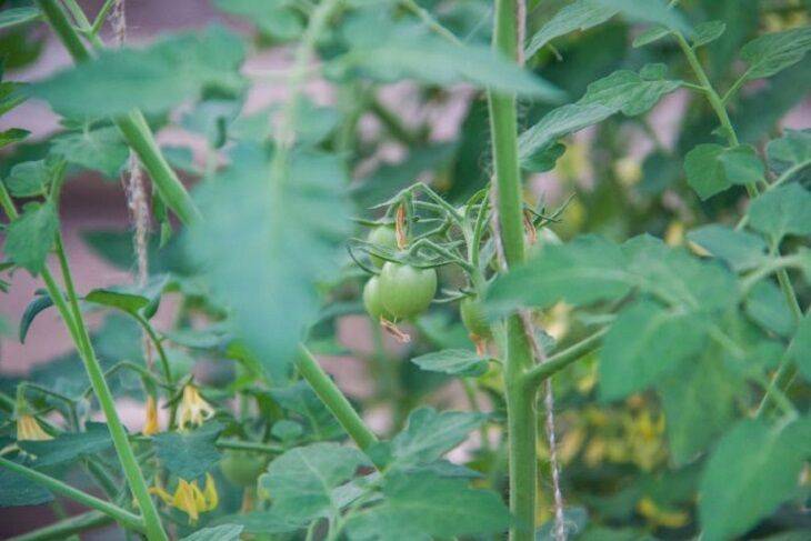 Чудо-смесь, чтобы урожай помидор был в два раза больше: дедовская хитрость