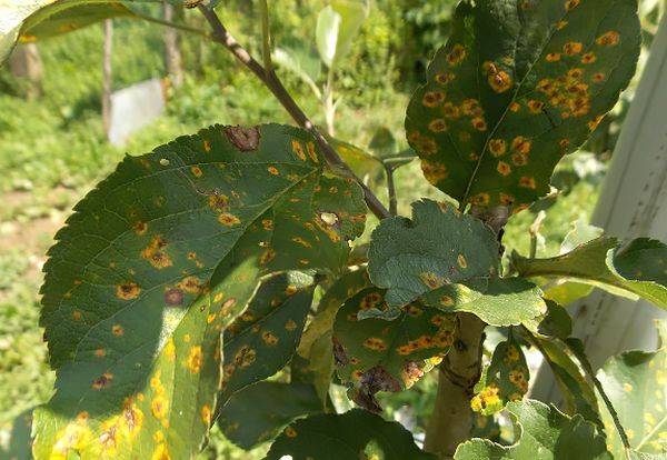 Ржавчина на листьях яблони: описание заболевания, причины, что делать (как бороться и чем лечить)