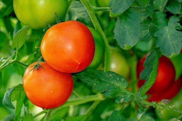 Даже хилая рассада помидоров, перцев, огурцов сразу приживется и пойдет в рост: рецепт простой, но эффективной подкормки