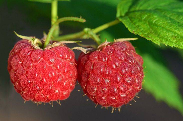 От этой подкормки ветки малины будут ломиться из-за множества ягод: секрет удивительного урожая
