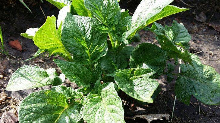 Чем удобрить картошку перед окучиванием: урожай осенью будете собирать мешками