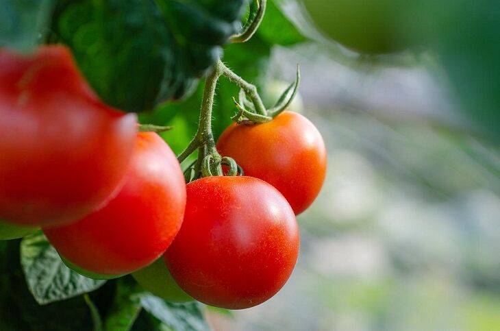 Возле помидоров всегда сажайте один овощ: урожайность увеличивается в 2 раза даже без удобрения