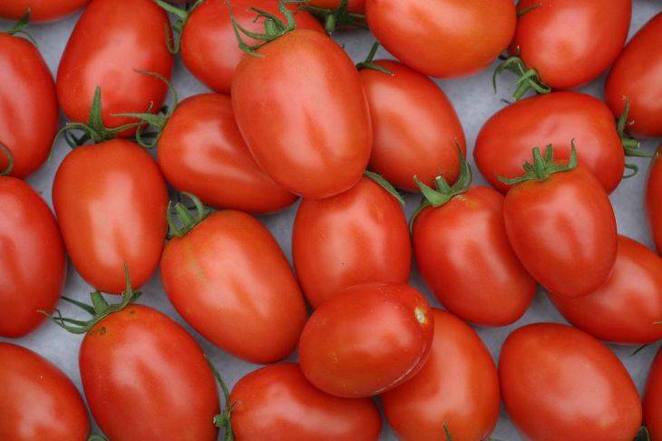 Подкормите томаты пшеном, чтобы грести вкусные и крупные помидоры ведрами