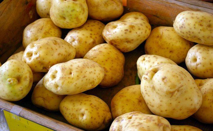 Что нужно сделать с картошкой перед посадкой: один из главных секретов большущего урожая