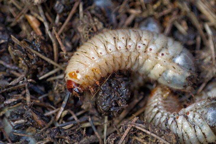 Как избавиться от хруща на огороде: хитрости, чтобы забыть о личинках майского жука